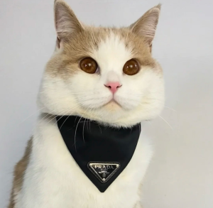 Luxury Womens Accessories Prada Nylon Pet Collar Black 2YC011 A155PP160 AA148141