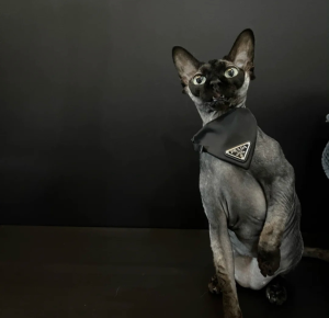 Luxury Womens Accessories Prada Nylon Pet Collar Black 2YC011 A155PP160 AA148141