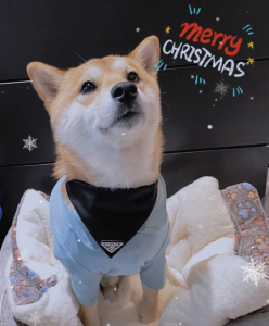 Luxury Womens Accessories Prada Nylon Pet Collar Black 2YC011 A155PP160 AA148141