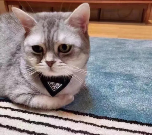 Luxury Womens Accessories Prada Nylon Pet Collar Black 2YC011 A155PP160 AA148141