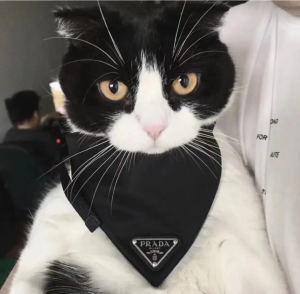 Luxury Womens Accessories Prada Nylon Pet Collar Black 2YC011 A155PP160 AA148141