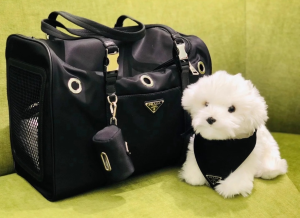 Luxury Womens Accessories Prada Nylon Pet Collar Black 2YC011 A155PP160 AA148141